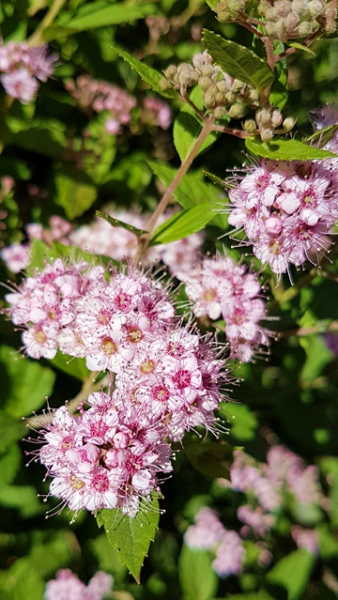 Spiraea japonica "Little Princess" - (Rosa Zwergspiere),